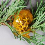 Japanese apple rust on juniper.  Photo courtesy of Nancy Gregory, University of Delaware.