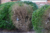 Boxwood Blight