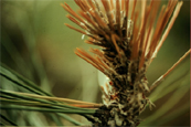 Diplodia Shoot Blight and Canker