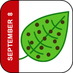 September 8 Icon